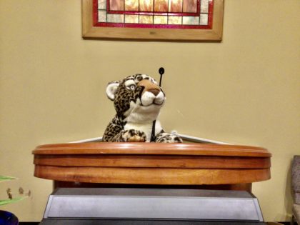 Carolina, the stuffed cheetah at the pulpit